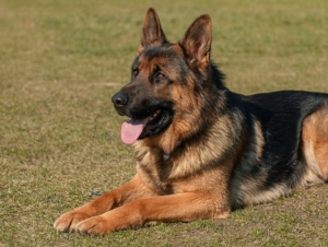 シェパード犬 German Or Alsatian アンフルエンサー